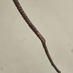 Hand carved walking sticks - Indiv.priced 9 Hand carved walking sticks - Indiv.priced 9