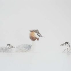 Original Artwork - Grebes In the Mist