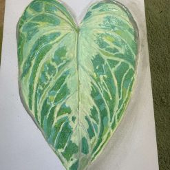 Anthurium Silver Blush card hand painted artwork (Copy) (Copy)